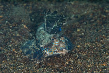 Dactylopus dactylopus, değiştirilmiş leğen kemiği yüzgeçlerini kullanarak Endonezya 'da siyah bir deniz tabanında sürünür.. 