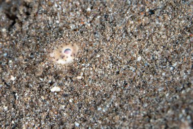 A Margined sole, Synaptura marginata, blends into the sandy seafloor in the Lesser Sunda Islands of Indonesia. These interesting fish are hard to spot due hiding beneath a thin layer of sand. clipart