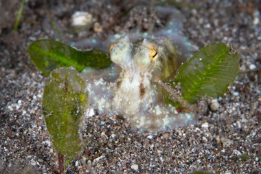 Küçük, tanımlanamayan bir ahtapot geceleyin Endonezya 'nın Flores kıyısındaki siyah bir deniz tabanında bulunur. Ahtapotlar daha az yırtıcı hayvan olduğunda geceleri daha aktif olurlar..