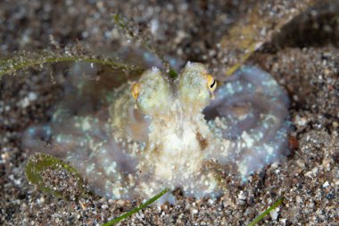 Küçük, tanımlanamayan bir ahtapot geceleyin Endonezya 'nın Flores kıyısındaki siyah bir deniz tabanında bulunur. Ahtapotlar daha az yırtıcı hayvan olduğunda geceleri daha aktif olurlar..
