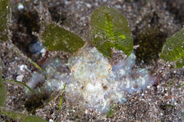 Küçük, tanımlanamayan bir ahtapot geceleyin Endonezya 'nın Flores kıyısındaki siyah bir deniz tabanında bulunur. Ahtapotlar daha az yırtıcı hayvan olduğunda geceleri daha aktif olurlar..