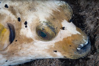 Endonezya 'daki bir mercan resifinde bulunan Arothron nigropunctatus adlı siyah lekeli kirpi balığının detayları. Bu küçük, sıra dışı balıklar mercan üçgeni boyunca resiflerde yaygındır.. 