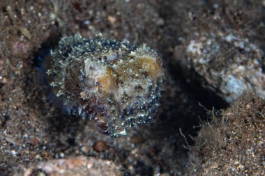 İyi kamufle edilmiş bir cüce mürekkep balığı Endonezya Alor yakınlarındaki kayalık ve kumlu deniz tabanını taklit eder. Küçük Sunda Adaları 'nın bu bölgesi olağanüstü deniz biyolojik çeşitliliğiyle bilinir..
