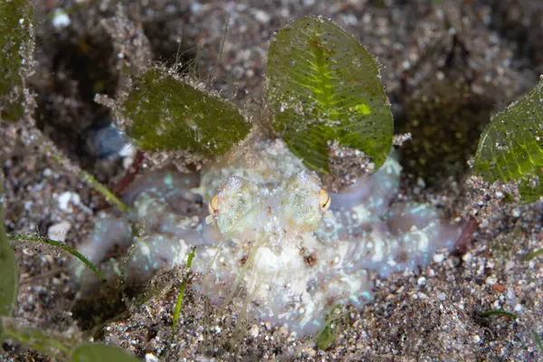 Küçük, tanımlanamayan bir ahtapot geceleyin Endonezya 'nın Flores kıyısındaki siyah bir deniz tabanında bulunur. Ahtapotlar daha az yırtıcı hayvan olduğunda geceleri daha aktif olurlar..