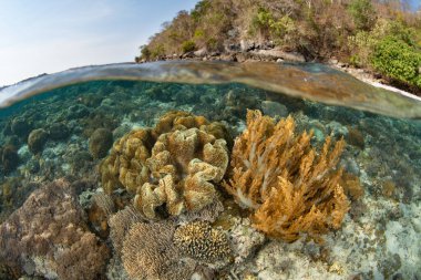 Endonezya 'nın Alor kenti yakınlarındaki Pantar Adası' nda sığ bir resif üzerinde mercanlar ve balıklar da dahil olmak üzere güzel ve çeşitli bir deniz yaşamı koleksiyonu gelişir. Bu bölge olağanüstü deniz biyolojik çeşitliliğine sahiptir..