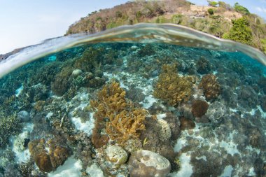 Endonezya 'nın Alor kenti yakınlarındaki Pantar Adası' nda sığ bir resif üzerinde mercanlar ve balıklar da dahil olmak üzere güzel ve çeşitli bir deniz yaşamı koleksiyonu gelişir. Bu bölge olağanüstü deniz biyolojik çeşitliliğine sahiptir..