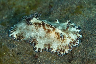 A beautiful nudibranch, Discodoris boholiensis, makes its way slowly across a sandy seafloor near Alor, Indonesia. This region is home to hundreds of nudibranch species. clipart