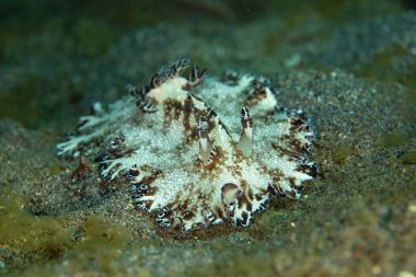 Güzel bir çıplak dal, Discodoris boholiensis, Endonezya 'nın Alor yakınlarındaki kumlu bir deniz tabanında yavaşça ilerliyor. Bu bölge yüzlerce çıplak türe ev sahipliği yapıyor..