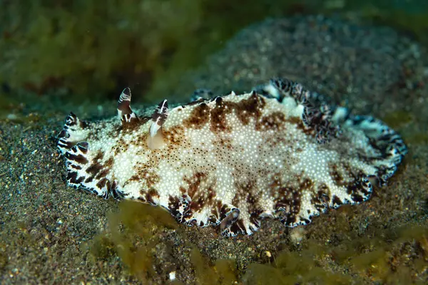 Güzel bir çıplak dal, Discodoris boholiensis, Endonezya 'nın Alor yakınlarındaki kumlu bir deniz tabanında yavaşça ilerliyor. Bu bölge yüzlerce çıplak türe ev sahipliği yapıyor..