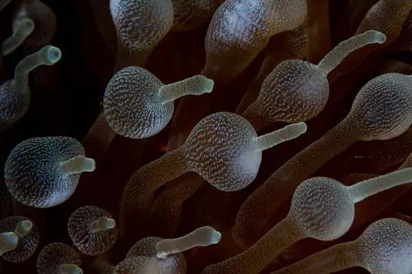 Bir deniz şakayığının soğan dokunaçları, Entacmaea dört renkli, liman fotosentetik dinoflagellatları birçok resif oluşturan mercanlara benzer. Bu güzel deniz şakayığı genellikle anemonik balığına ev sahipliği yapar..