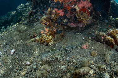 İyi kamufle olmuş bir kertenkele, Synodus sp., Endonezya 'nın Lembeh Boğazı' nın deniz tabanında pusu kurmak için pusuya yatar..