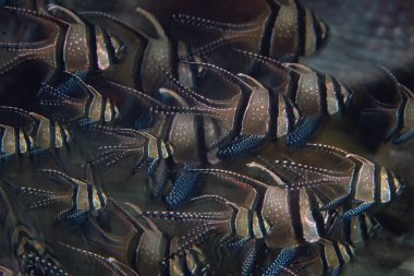 A school of Banggai cardinalfish, Pterapogon kauderni, hovers near the seafloor in Lembeh Strait, Indonesia. These colorful and attractive fish are considered an endangered species. clipart