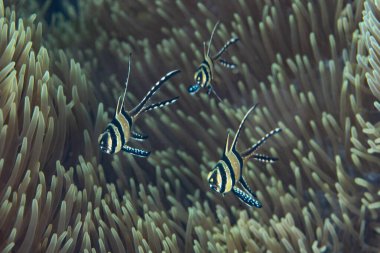 Bir Banggai kardinali üçlüsü, Pterapogon kauderni, Endonezya 'nın Lembeh Boğazı' ndaki deniz tabanında geziniyor. Bu renkli ve çekici balıklar nesli tükenmekte olan bir tür olarak kabul edilir..