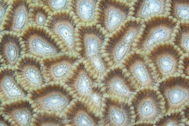 Endonezya 'da sağlıklı bir resif üzerinde büyüyen en sevdiği mercan kolonisinin detayları. Dünyanın bu kısmı, Dünya gezegenindeki en büyük deniz biyolojik çeşitliliğine ev sahipliği yapar..