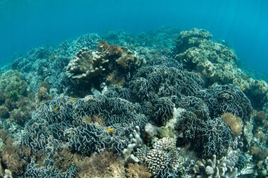 Sağlıklı bir mercan resifi, Endonezya 'nın Kuzey Sulawesi bölgesindeki Bangka Adası' nın sığ sularında yaşar. Bu bölge Mercan Üçgeni 'nin bir parçasıdır ve dalgıçlar ve şnorkelciler için popüler bir noktadır..
