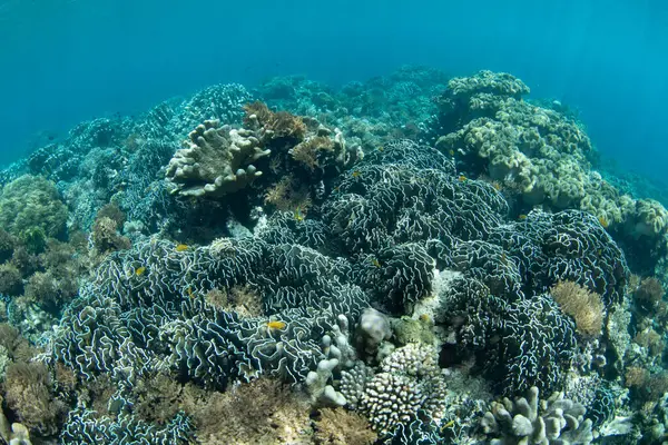 Sağlıklı bir mercan resifi, Endonezya 'nın Kuzey Sulawesi bölgesindeki Bangka Adası' nın sığ sularında yaşar. Bu bölge Mercan Üçgeni 'nin bir parçasıdır ve dalgıçlar ve şnorkelciler için popüler bir noktadır..