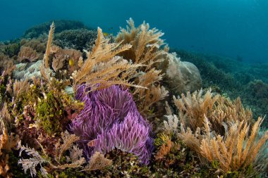 Hidroidler ve canlı bir şakayık Kuzey Sulawesi, Endonezya 'daki Bangka Adası sığ sularında yetişir. Bu bölge Mercan Üçgeni 'nin bir parçasıdır ve dalgıçlar ve şnorkelciler için popüler bir noktadır..