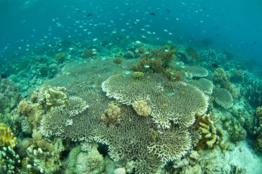 Sağlıklı bir mercan resifi, Endonezya 'nın Kuzey Sulawesi bölgesindeki Bangka Adası' nın sığ sularında yaşar. Bu bölge Mercan Üçgeni 'nin bir parçasıdır ve dalgıçlar ve şnorkelciler için popüler bir noktadır..