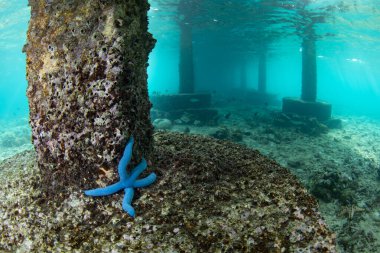 A blue sea star clings to the shallow seafloor of Bangka Island, North Sulawesi, Indonesia. This region is part of the Coral Triangle and is a popular destination for scuba divers and snorkelers. clipart