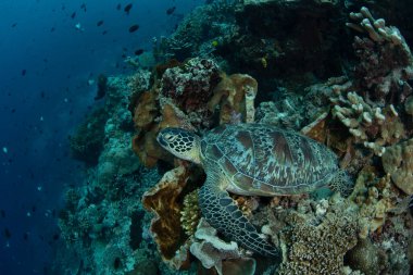 Bir yeşil deniz kaplumbağası, Chelonia mydas, Endonezya 'nın kuzeyindeki Bunaken Ulusal Denizcilik Parkı' nda mercanların arasında uzanır. Hem Yeşil hem de Şahin gagalı deniz kaplumbağaları bu parkta yaygındır..