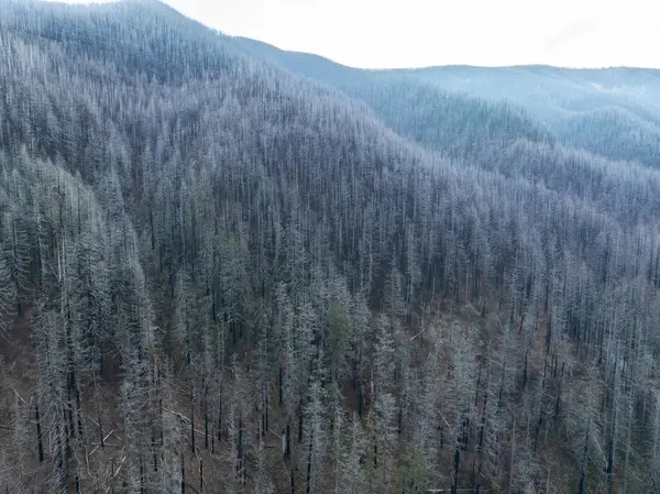 2017 yılındaki orman yangınının yarattığı hasar, Oregon 'daki Columbia River Vadisi' ndeki Tanner Deresi 'ni çevreleyen ayakta duran ağaçlarda hâlâ görülüyor. Eagle Creek yangını birkaç ay içinde 50.000 dönümden fazla alanı yaktı..