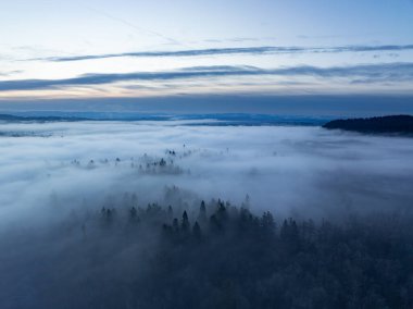 Oregon 'daki Willamette Vadisi' ndeki ormanlarda sabah sisi çöktüğünde en uzun ağaçların uçları ortaya çıkıyor. Portland 'ın güneyindeki bu manzaralı bölgede düzenli bir sis var..