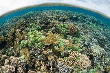 A lush and healthy coral reef grows extremely shallow near Tanjung Flesko, North Sulawesi. This area, near Lembeh Strait, lies just above the equator and harbors extraordinary marine biodiversity.