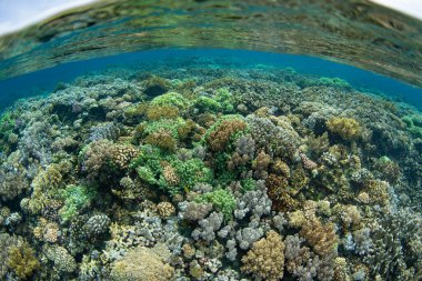 A lush and healthy coral reef grows extremely shallow near Tanjung Flesko, North Sulawesi. This area, near Lembeh Strait, lies just above the equator and harbors extraordinary marine biodiversity.