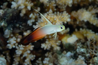 Bir ateş dartı, Nemateleotris magnifica, Endonezya, Wakatobi Ulusal Parkı 'ndaki bir mercan resifinin deniz tabanına yakın durur. Dart balıkları tüm Hindistan-Pasifik bölgesinde bulunur..