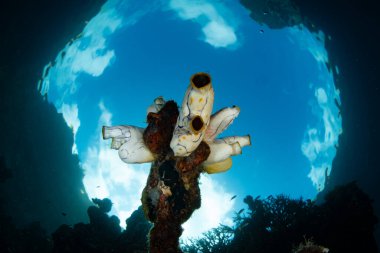 Colorful tunicates grow along a coral reef drop-off near Misool, Indonesia. This region harbors spectacular marine biodiversity and is a popular diving destination. clipart