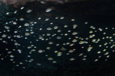 Kıdemli başçavuş papaz balığı sürüsü Endonezya 'nın Raja Ampat kentindeki bir kireçtaşı adasının altında yüzüyor. Bu bölgede olağanüstü balık çeşitliliği var..