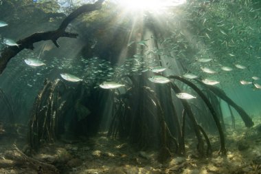 Misool, Endonezya 'da mavi bir mangrov ormanında yüzen bir çocuk dışkısı sürüsü. Mangrovlar ekolojik açıdan önemlidir ve birçok balık ve omurgasızlar için çocuk odası görevi görürler..