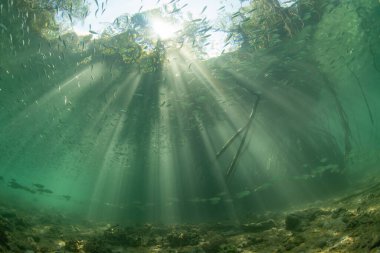 Parlak ışık filtreleri Misool, Endonezya 'daki gölgeli bir mangrov ormanına sızıyor. Mangrovlar ekolojik açıdan önemlidir ve birçok balık ve omurgasızlar için çocuk odası görevi görürler..