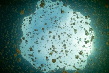 Büyük bir Altın Denizanası sürüsü, Mastigias sp., Misool, Raja Ampat, Endonezya yakınlarındaki bir deniz gölünde yüzer. Bu denizanalarının çok zayıf iğneli hücreleri vardır ve aralarında yüzmek için güvendedirler.. 