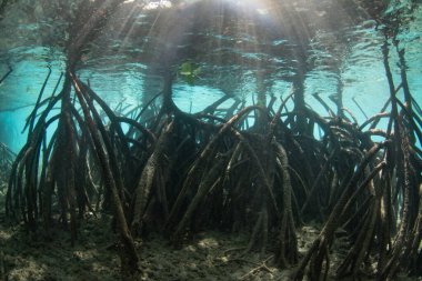 Misool, Raja Ampat yakınlarındaki Peele kıyısında sağlıklı ve geniş bir mangrov ormanı yetişir. Mangrovlar ekolojik açıdan önemlidir ve birçok balık ve omurgasızlar için çocuk odası görevi görürler..