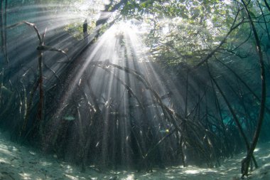 Parlak ışık filtreleri Misool, Endonezya 'daki gölgeli bir mangrov ormanına sızıyor. Mangrovlar ekolojik açıdan önemlidir ve birçok balık ve omurgasızlar için çocuk odası görevi görürler..