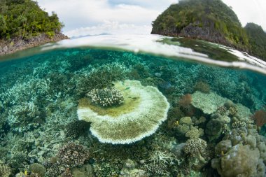 Endonezya 'nın Raja Ampat kentindeki açık deniz yüzeyi sıcaklığından dolayı masa mercanları beyazlamaya başlar. Beyazlama, simbiyotik simbiyodinyum alglerin mercan kolonilerinden atılmasıyla meydana gelir..