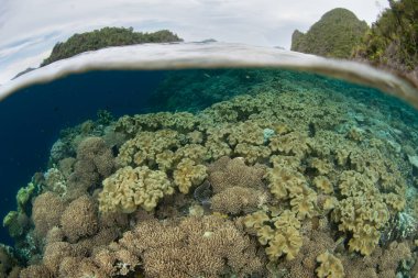 Raja Ampat, Endonezya 'nın sığ sularında sağlıklı bir mercan resifi yetişir. Endonezya 'nın doğusundaki bu güzel, tropikal bölge dünyanın en büyük deniz biyolojik çeşitliliğine ev sahipliği yapıyor..