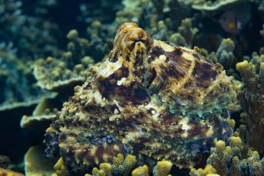 İyi kamufle olmuş bir resif ahtapotu, Octopus siyanea, Endonezya 'nın Halmahera kentindeki bir mercan resifinin üzerinde sürünür. Bu muhtemelen sığ Hint-Pasifik resiflerindeki en yaygın ahtapot türüdür..