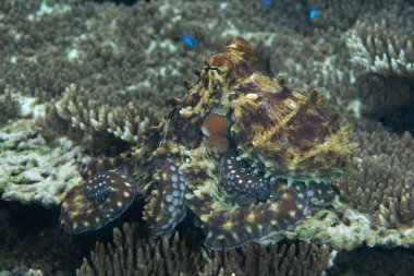 İyi kamufle olmuş bir resif ahtapotu, Octopus siyanea, Endonezya 'nın Halmahera kentindeki bir mercan resifinin üzerinde sürünür. Bu muhtemelen sığ Hint-Pasifik resiflerindeki en yaygın ahtapot türüdür..