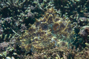 İyi kamufle olmuş bir resif ahtapotu, Octopus siyanea, Endonezya 'nın Halmahera kentindeki bir mercan resifinin üzerinde sürünür. Bu muhtemelen sığ Hint-Pasifik resiflerindeki en yaygın ahtapot türüdür..
