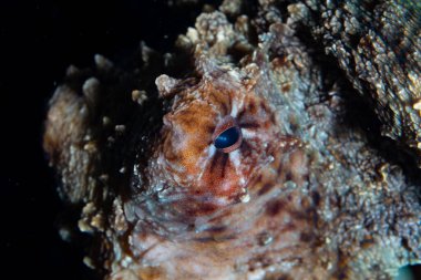 İyi kamufle olmuş bir resif ahtapotu, Octopus siyanea, Endonezya 'nın Halmahera kentindeki bir mercan resifinin üzerinde sürünür. Bu muhtemelen sığ Hint-Pasifik resiflerindeki en yaygın ahtapot türüdür..