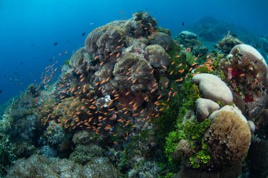 Endonezya 'nın Alor adası yakınlarındaki Pantar Boğazı' nda çeşitli mercan ve renkli balıklar serpilmektedir. Bu tropikal bölge muhteşem deniz biyolojik çeşitliliğine ev sahipliği yapar..