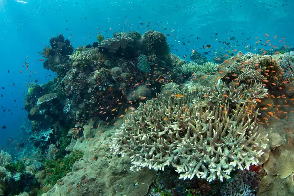 Endonezya 'nın Alor adası yakınlarındaki Pantar Boğazı' nda çeşitli mercan ve renkli balıklar serpilmektedir. Bu tropikal bölge muhteşem deniz biyolojik çeşitliliğine ev sahipliği yapar..