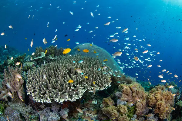Endonezya 'nın Alor adası yakınlarındaki Pantar Boğazı' nda çeşitli mercan ve renkli balıklar serpilmektedir. Bu tropikal bölge muhteşem deniz biyolojik çeşitliliğine ev sahipliği yapar..
