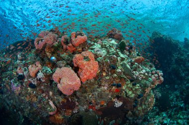 Endonezya 'nın Alor adası yakınlarındaki Pantar Boğazı' nda çeşitli mercan ve renkli anthias türleri bir resif üzerinde gelişir. Bu tropikal bölge muhteşem deniz biyolojik çeşitliliğine ev sahipliği yapar..