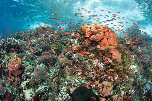 Endonezya 'nın Alor adası yakınlarındaki Pantar Boğazı' nda çeşitli mercan ve renkli anthias türleri bir resif üzerinde gelişir. Bu tropikal bölge muhteşem deniz biyolojik çeşitliliğine ev sahipliği yapar..