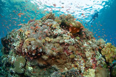 Endonezya 'nın Alor adası yakınlarındaki Pantar Boğazı' nda çeşitli mercan ve renkli balıklar serpilmektedir. Bu tropikal bölge muhteşem deniz biyolojik çeşitliliğine ev sahipliği yapar..