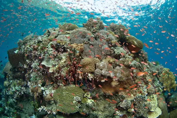 Endonezya 'nın Alor adası yakınlarındaki Pantar Boğazı' nda çeşitli mercan ve renkli balıklar serpilmektedir. Bu tropikal bölge muhteşem deniz biyolojik çeşitliliğine ev sahipliği yapar..