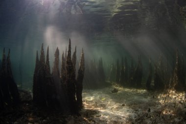 Dikenli mangrov pneumatoforlar Endonezya 'nın Küçük Sunda Adaları' ndaki Lembata adasındaki deniz tabanından yükselir. Mangrovlar hayati bir ekolojik rol oynar ve mercan resiflerine bağlıdır..